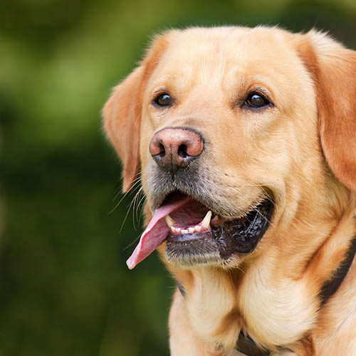  un chiot soin pharmacie Brebion
