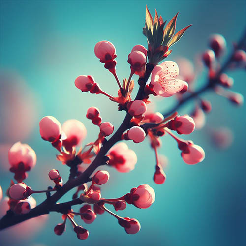 Gemmothérapie herboristerie Parçay-Meslay